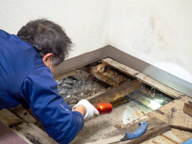 Best Post-Remediation Services in Schaumburg, IL