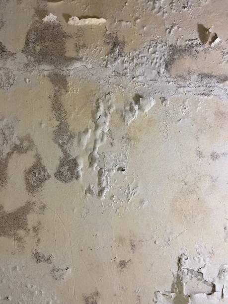Best Bathroom Mold Remediation in Schaumburg, IL