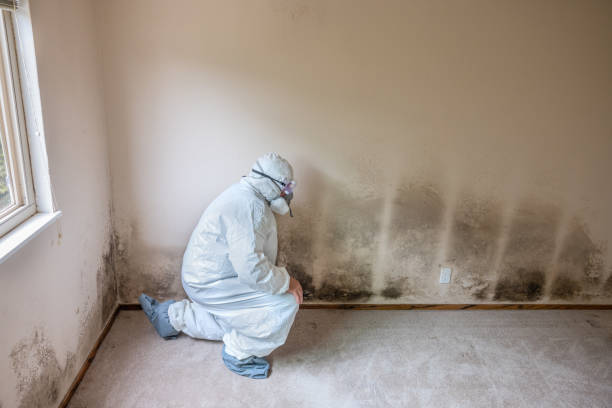 Best Post-Flood Mold Remediation in Schaumburg, IL