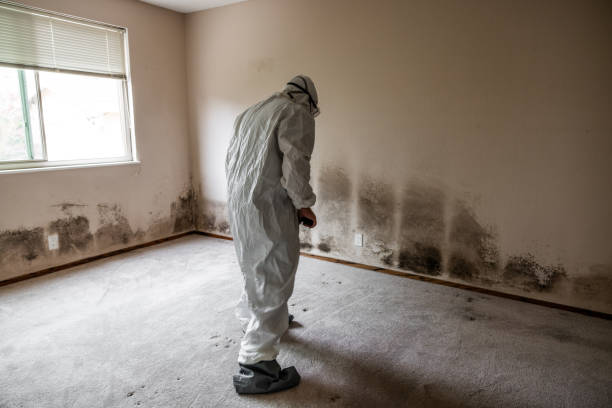 Best Residential Mold Remediation in Schaumburg, IL