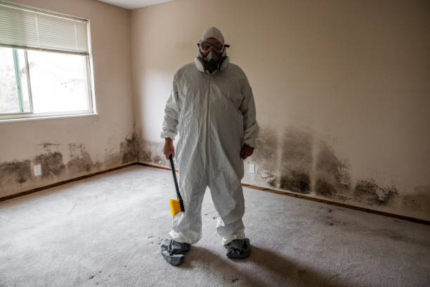 Best HVAC Mold Remediation in Schaumburg, IL