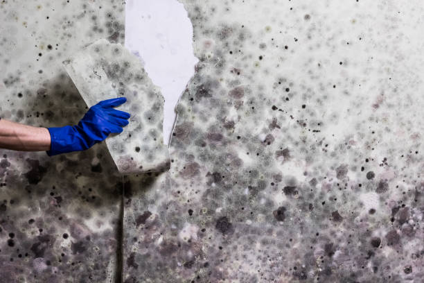 Best Basement Mold Remediation in Schaumburg, IL