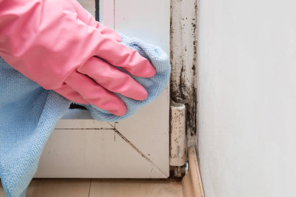 Best Localized Mold Remediation (e.g., coastal areas, humid climates) in Schaumburg, IL