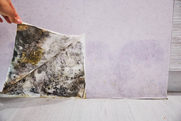 Best Mold Remediation for Specific Building Types in Schaumburg, IL